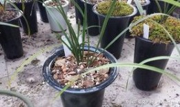 淫羊藿最新爆料,揭秘神奇草本植物的神奇功效与最新研究进展