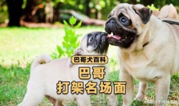 巴哥最新爆料视频播放,精彩瞬间一网打尽！