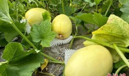 甘肃最新的瓜爆料,瓜果飘香，丰收喜讯传四方